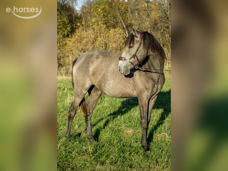Lusitano Giumenta 2 Anni 146 cm Grigio in Kauda
