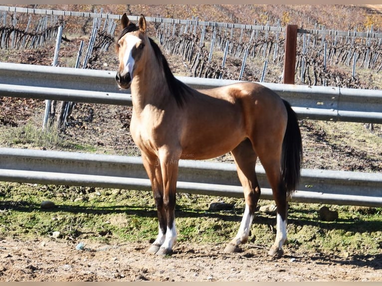 Lusitano Giumenta 2 Anni 150 cm Falbo in Provinz Cordoba
