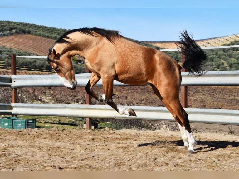 Lusitano Giumenta 2 Anni 150 cm Falbo in Provinz Cordoba