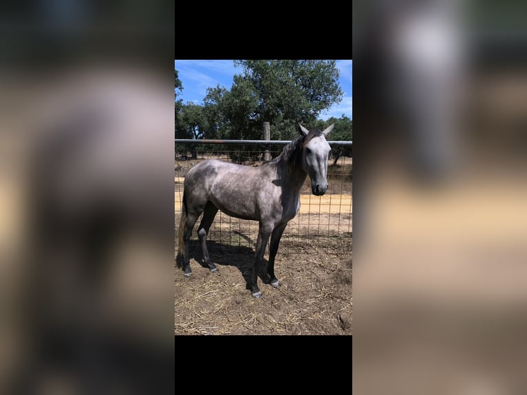 Lusitano Giumenta 2 Anni 152 cm Grigio in Galizae