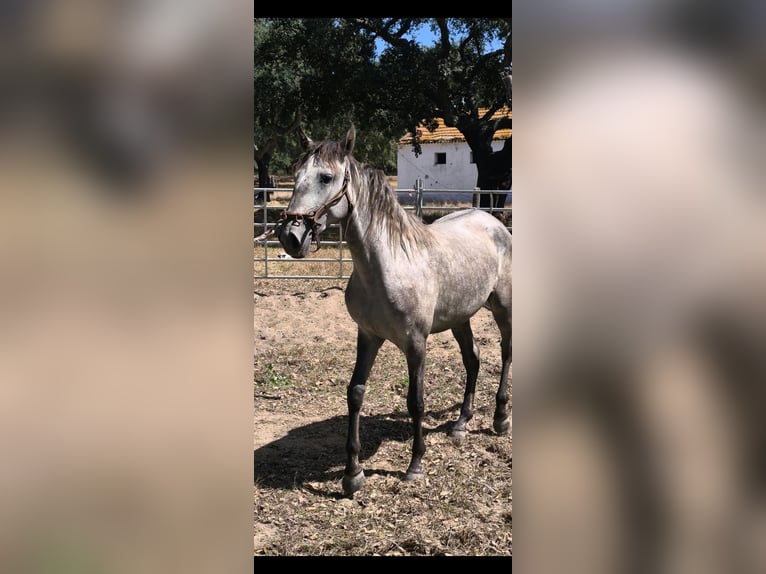 Lusitano Giumenta 2 Anni 152 cm Grigio in Galizae