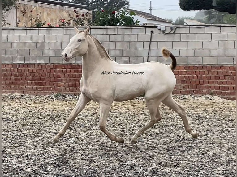 Lusitano Giumenta 2 Anni 152 cm Perlino in Sevilla