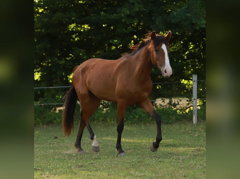 Lusitano Giumenta 2 Anni 155 cm Baio in Schönberg