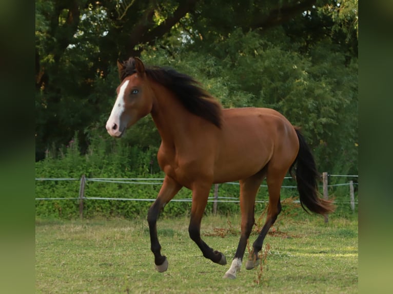 Lusitano Giumenta 2 Anni 155 cm Baio in Schönberg