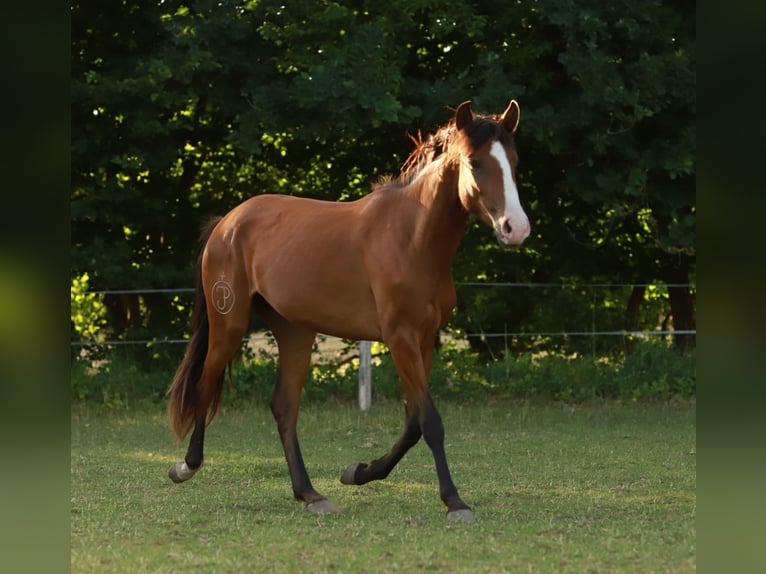 Lusitano Giumenta 2 Anni 155 cm Baio in Schönberg