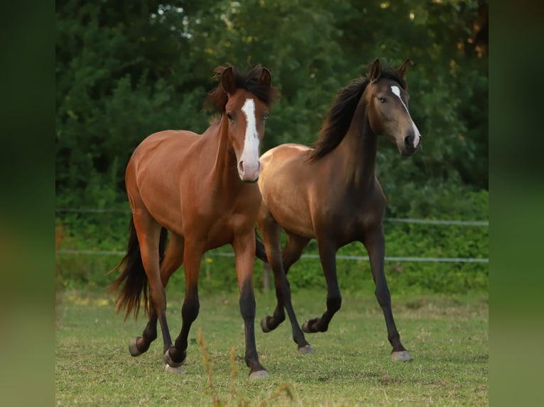Lusitano Giumenta 2 Anni 155 cm Baio in Schönberg