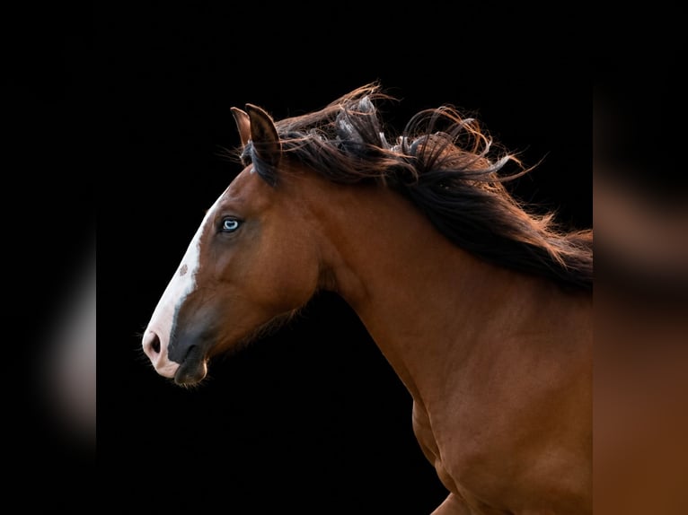 Lusitano Giumenta 2 Anni 155 cm Baio in Schönberg