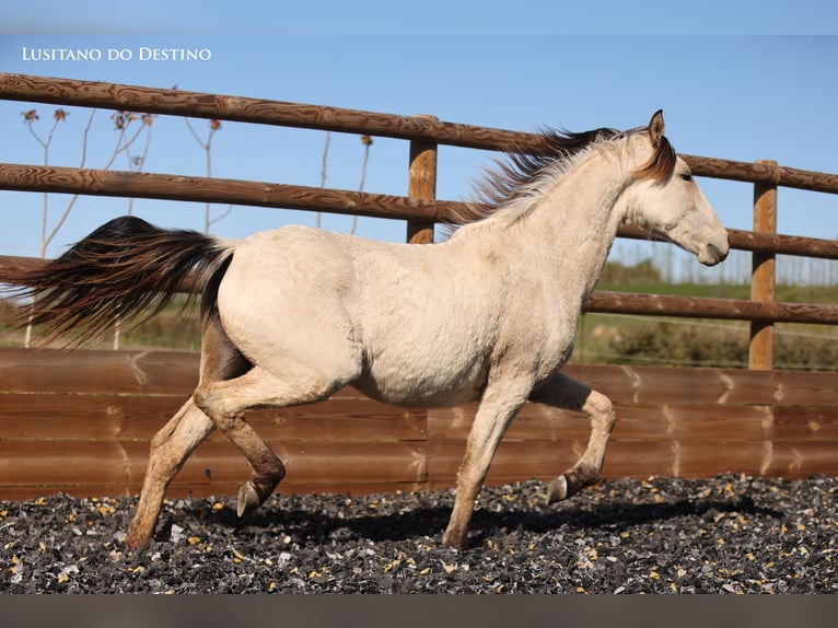 Lusitano Mix Giumenta 2 Anni 155 cm Falbo in Générac
