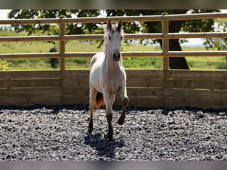 Lusitano Mix Giumenta 2 Anni 155 cm Falbo in Générac