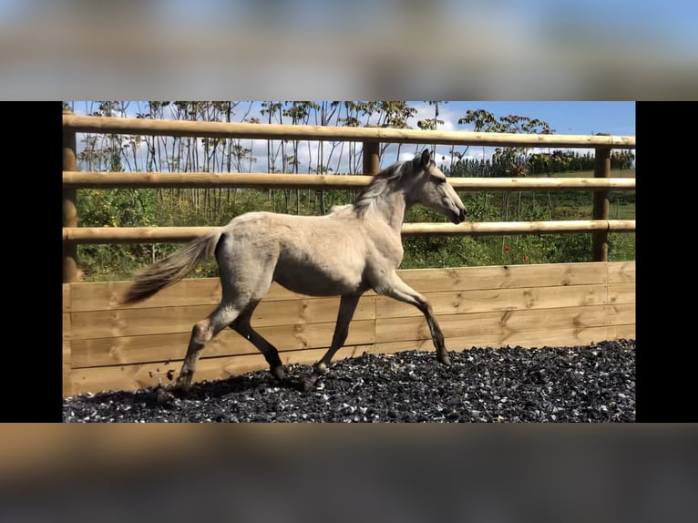 Lusitano Mix Giumenta 2 Anni 155 cm Falbo in Générac