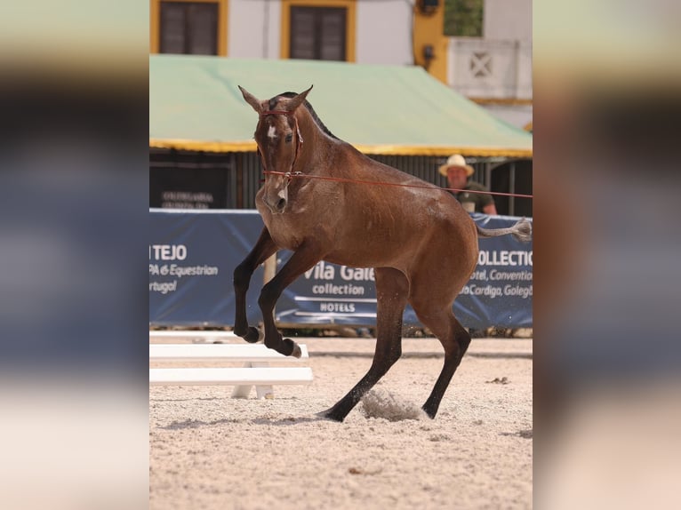 Lusitano Giumenta 2 Anni 155 cm Grigio in Penela