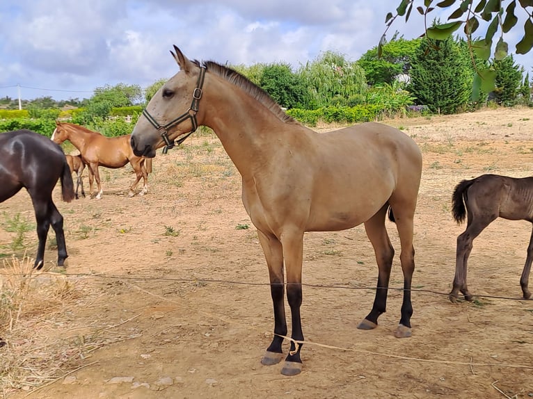 Lusitano Giumenta 2 Anni 156 cm Falbo in pera