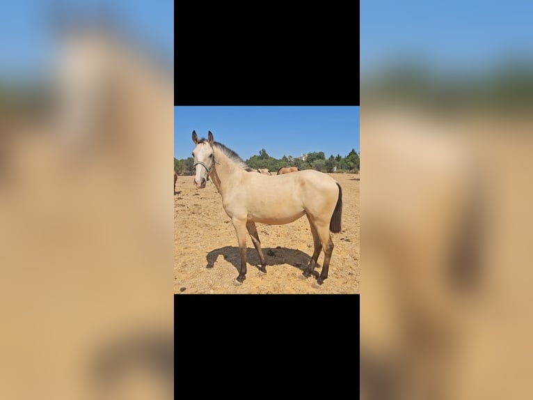 Lusitano Giumenta 2 Anni 156 cm Falbo in pera