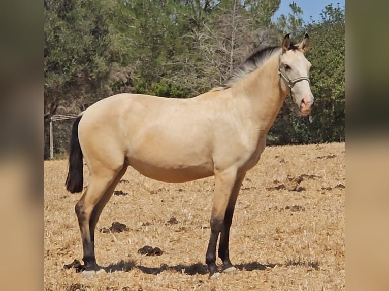 Lusitano Giumenta 2 Anni 156 cm Falbo in pera