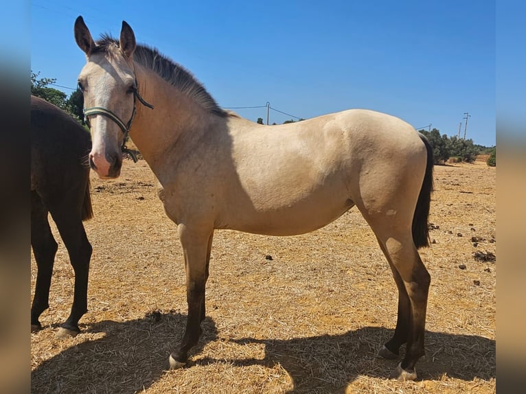 Lusitano Giumenta 2 Anni 156 cm Falbo in pera