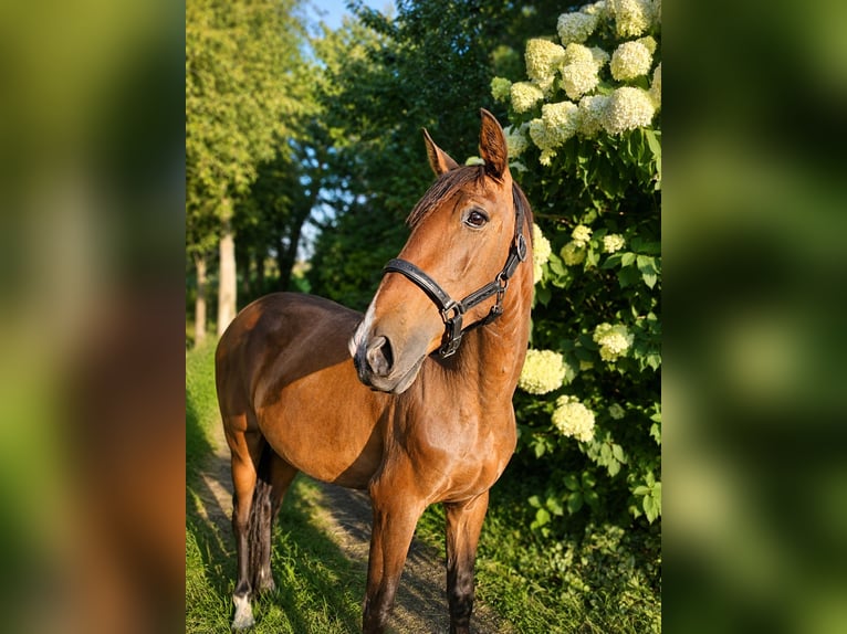 Lusitano Giumenta 2 Anni 158 cm Baio in Hagen im Bremischen