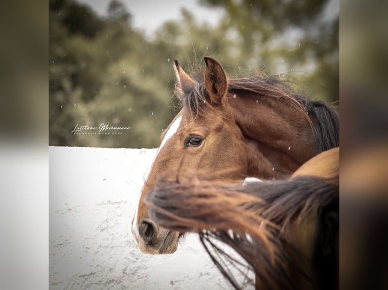 Lusitano Giumenta 2 Anni 158 cm Baio in Rio Maior