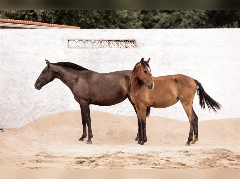 Lusitano Giumenta 2 Anni 158 cm Baio in Rio Maior