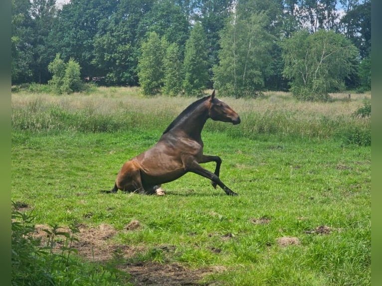 Lusitano Giumenta 2 Anni 158 cm Baio in Hagen im Bremischen