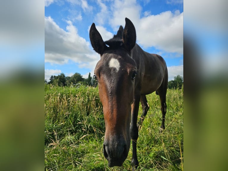Lusitano Giumenta 2 Anni 158 cm Baio in Hagen im Bremischen