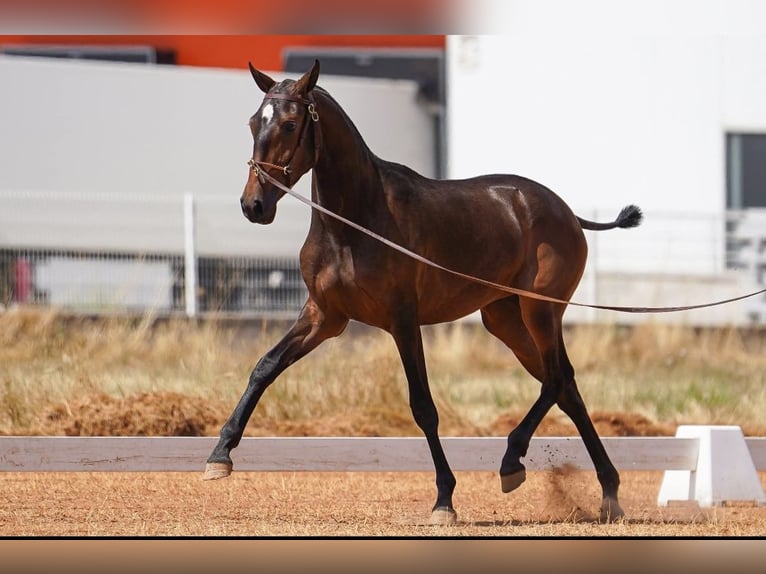 Lusitano Giumenta 2 Anni 158 cm Baio in Hagen im Bremischen