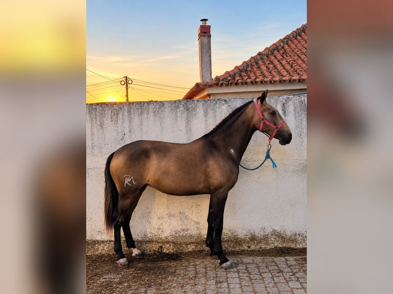 Lusitano Giumenta 2 Anni 158 cm Pelle di daino in Penha Garcia