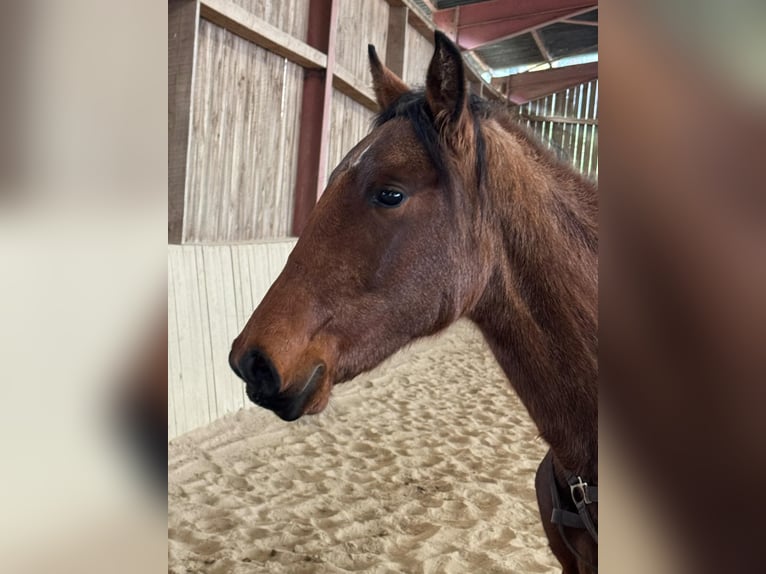 Lusitano Giumenta 2 Anni 160 cm Baio in Cenves