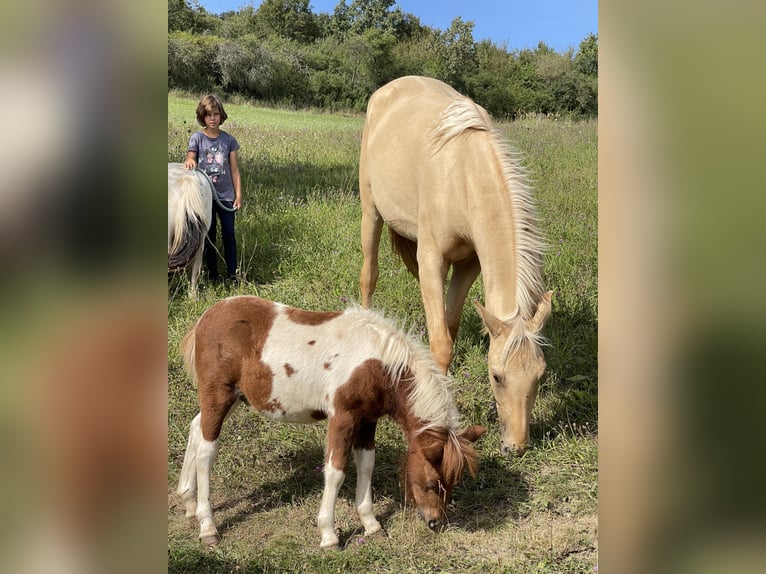 Lusitano Giumenta 2 Anni 160 cm Dunalino in Hýskov