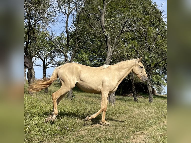 Lusitano Giumenta 2 Anni 160 cm Dunalino in Hýskov