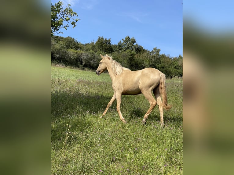 Lusitano Giumenta 2 Anni 160 cm Dunalino in Hýskov