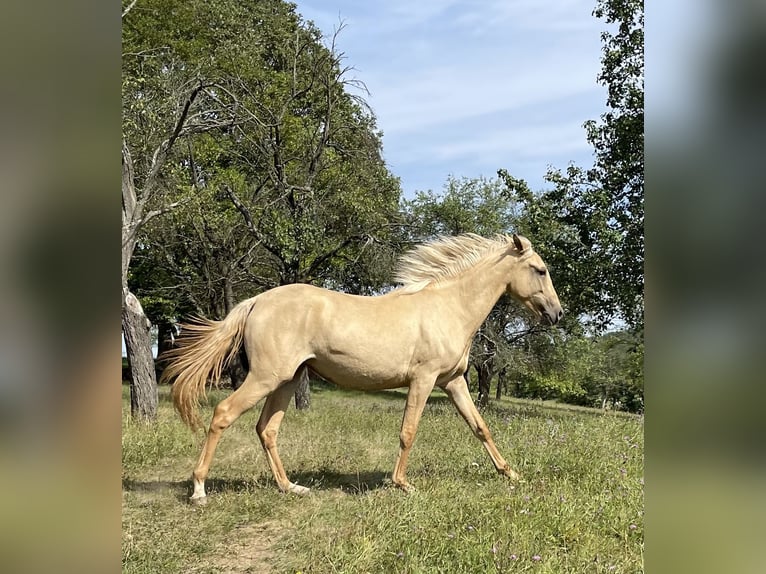 Lusitano Giumenta 2 Anni 160 cm Dunalino in Hýskov