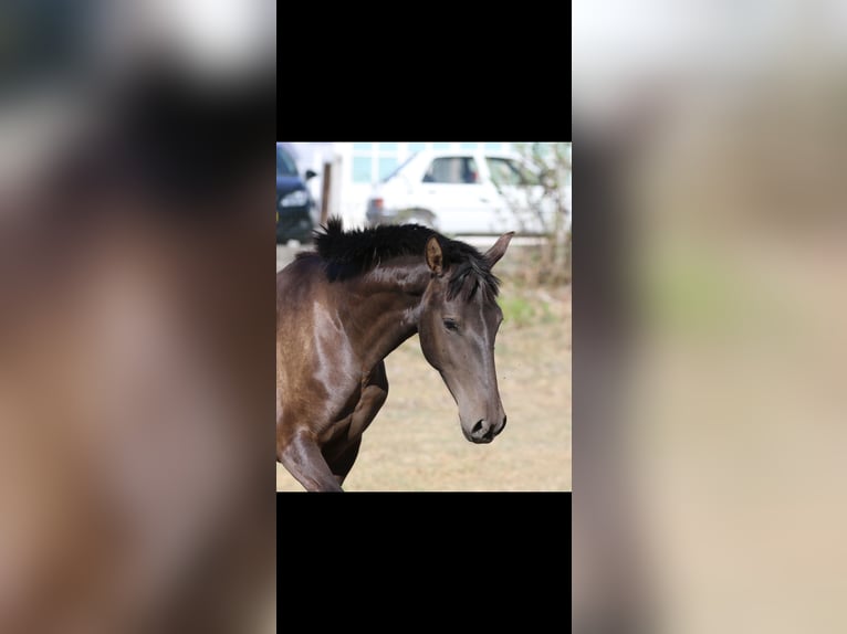 Lusitano Giumenta 2 Anni 160 cm Morello in Karben
