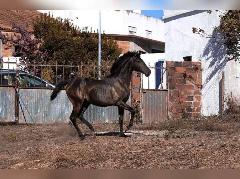 Lusitano Giumenta 2 Anni 160 cm Morello in Karben