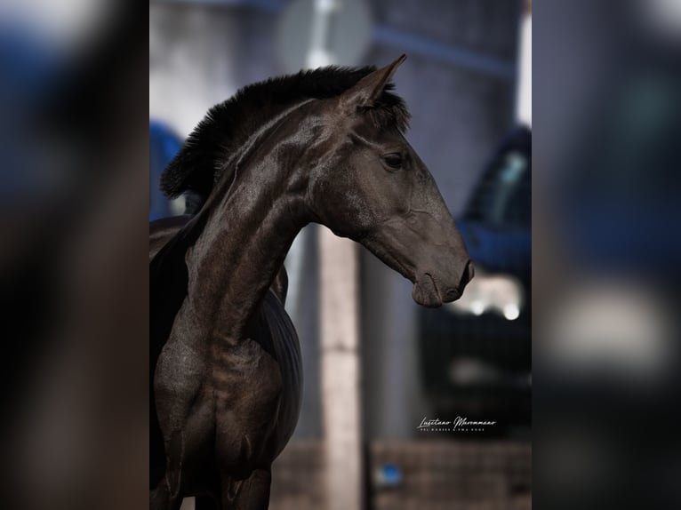 Lusitano Giumenta 2 Anni 160 cm Morello in Karben
