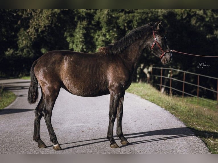 Lusitano Giumenta 2 Anni 160 cm Morello in Rio Maior