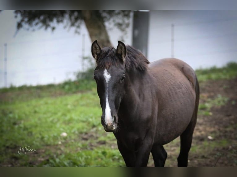 Lusitano Giumenta 2 Anni 160 cm Morello in Rio Maior