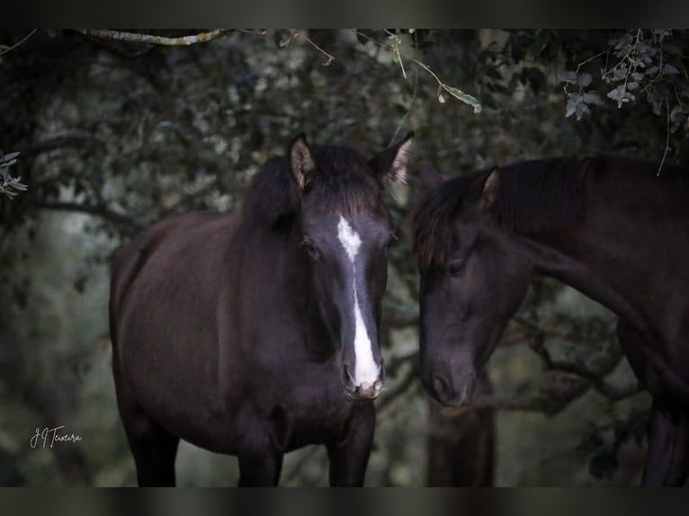 Lusitano Giumenta 2 Anni 160 cm Morello in Rio Maior