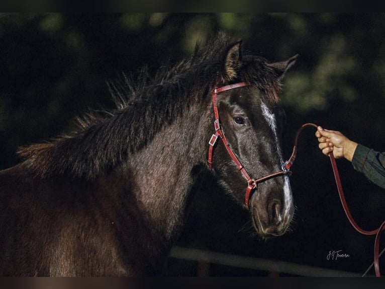 Lusitano Giumenta 2 Anni 160 cm Morello in Rio Maior