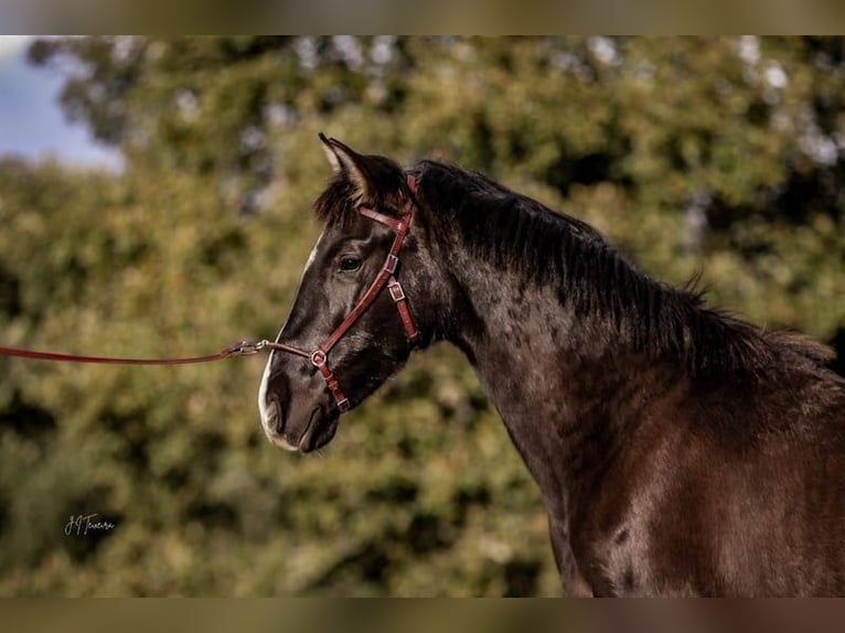 Lusitano Giumenta 2 Anni 160 cm Morello in Rio Maior