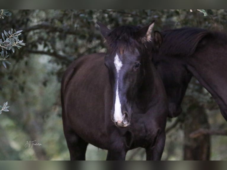 Lusitano Giumenta 2 Anni 160 cm Morello in Rio Maior