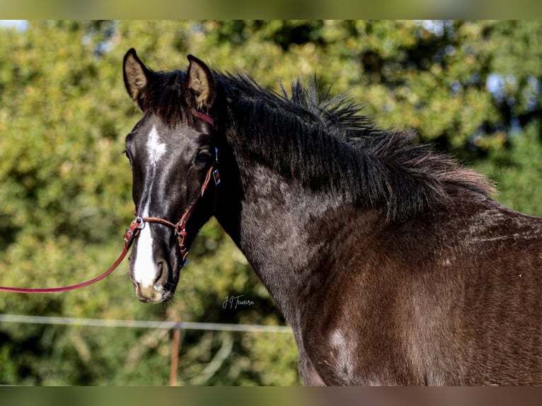 Lusitano Giumenta 2 Anni 160 cm Morello in Rio Maior