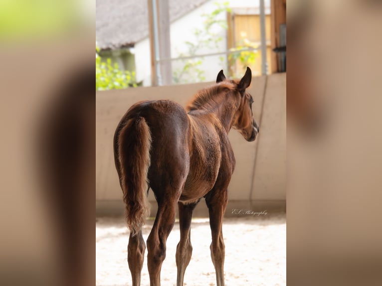 Lusitano Giumenta 2 Anni 160 cm Sauro scuro in W&#xF6;llstein