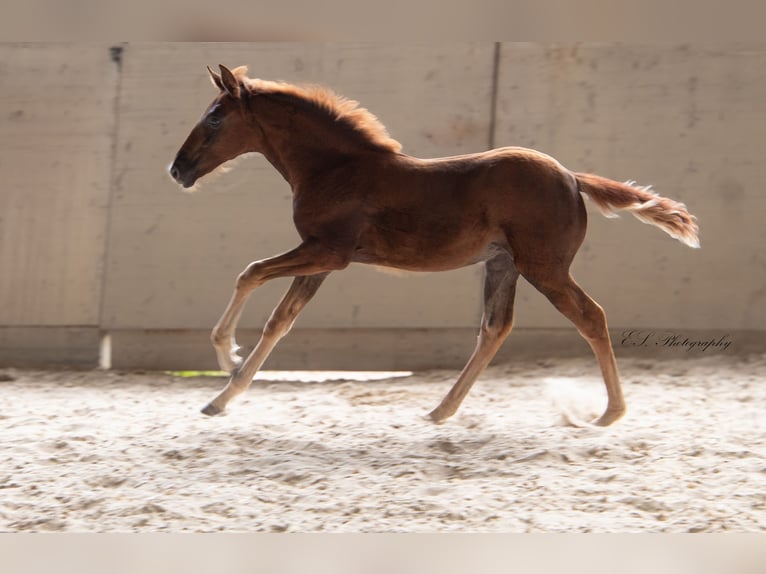 Lusitano Giumenta 2 Anni 160 cm Sauro scuro in W&#xF6;llstein