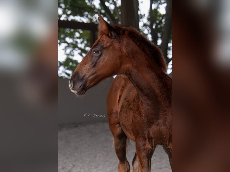 Lusitano Giumenta 2 Anni 160 cm Sauro scuro in W&#xF6;llstein