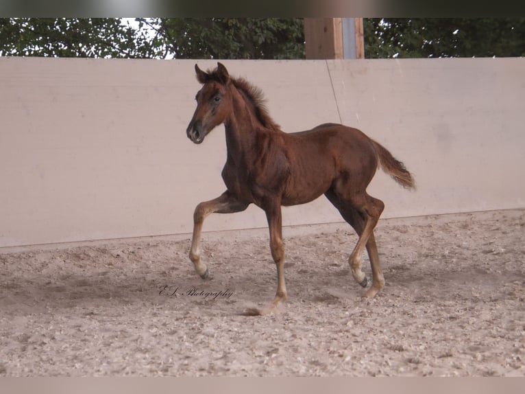 Lusitano Giumenta 2 Anni 160 cm Sauro scuro in W&#xF6;llstein