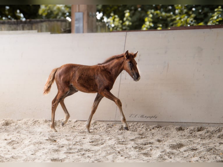 Lusitano Giumenta 2 Anni 160 cm Sauro scuro in W&#xF6;llstein