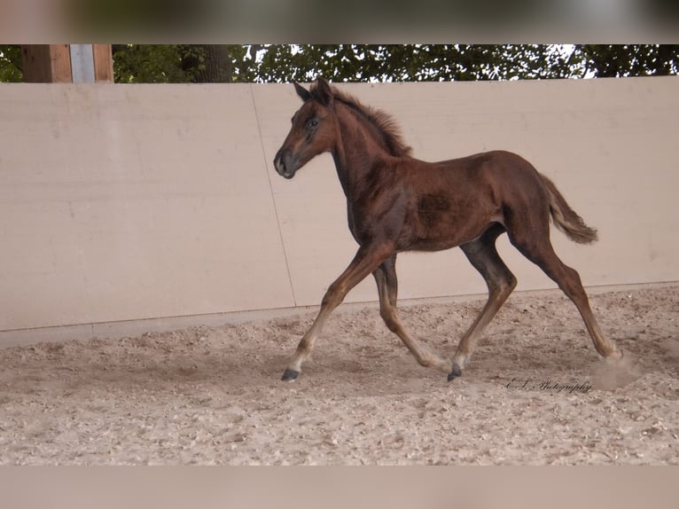 Lusitano Giumenta 2 Anni 160 cm Sauro scuro in W&#xF6;llstein