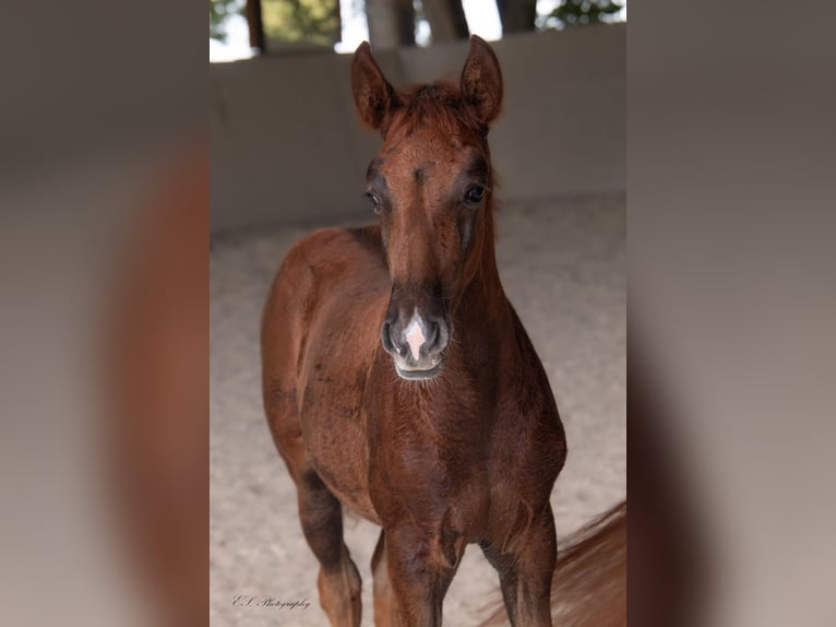 Lusitano Giumenta 2 Anni 160 cm Sauro scuro in W&#xF6;llstein