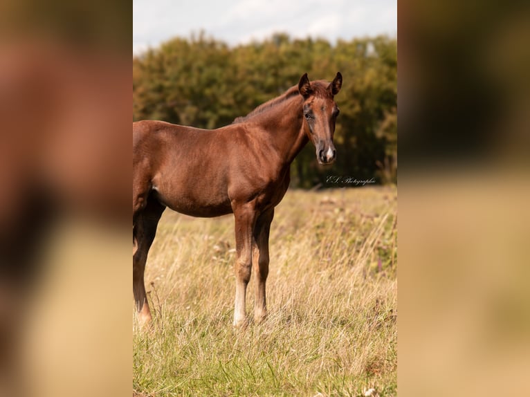 Lusitano Giumenta 2 Anni 160 cm Sauro scuro in W&#xF6;llstein