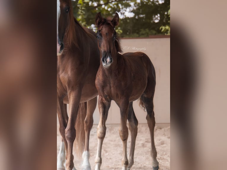 Lusitano Giumenta 2 Anni 160 cm Sauro scuro in W&#xF6;llstein